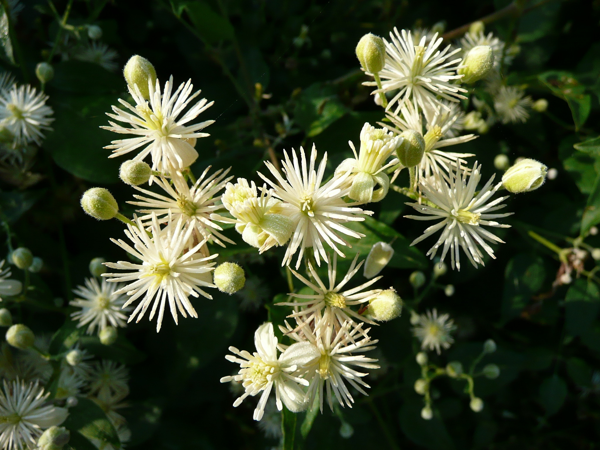 Clematis